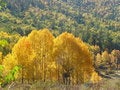 Free Golden Trees Stock Images - 5944594