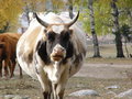 Free A Cute Moo-cow Stock Photo - 5945170