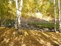 Free Shadow Of The Silver Birch Stock Photography - 5945172