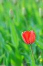 Free Isolation Tulip Stock Image - 5949251