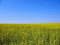 Free Meadow Stock Images - 5943344