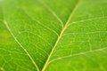 Free Green Royalty Free Stock Photography - 5950667