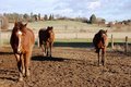 Free Three Horses Stock Photography - 5952752