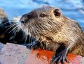 Free Water Rodent Stock Photography - 5955012