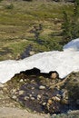 Free Snow Melt Royalty Free Stock Image - 5959326