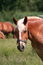 Free Portrait Of A Horse Royalty Free Stock Image - 5950876
