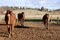 Free Three Horses Stock Photography - 5952752