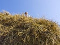 Free Haymaking In Siberia 12 Royalty Free Stock Images - 5964779