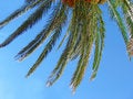 Free Twig Of Palm Stock Photos - 5969683