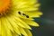 Free Ant On A Yellow Flower Royalty Free Stock Photo - 5962295