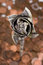 Free Paper Dollar Rose Top View Royalty Free Stock Photo - 5964315