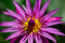 Free Pink Water Lily Stock Image - 5965311