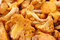 Free Chanterelle Mushrooms Royalty Free Stock Images - 5968689
