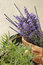 Free Bunch Of Lavender Stock Photos - 5968813