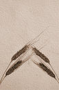 Free Old Grunge Sepia Paper With Ears Stock Photo - 5973440