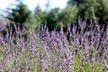 Free Close Up Of Lavender Field Royalty Free Stock Image - 5975766