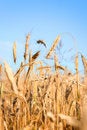 Free Golden Ears Royalty Free Stock Photo - 5977505