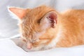 Free Sleep Stock Photography - 5978212