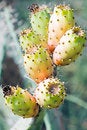 Free Prickly Pears Stock Photo - 5978570