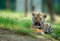 Free Siberian Tiger Cub Stock Photography - 5970082
