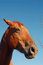 Free Bay Horse Stock Photos - 5974213
