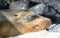 Free Unique Sea Lion Royalty Free Stock Image - 5987186
