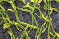 Free Volcanic Wall Stock Images - 5989784