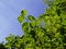 Free Green Leafs On Tree Royalty Free Stock Photo - 5984585