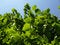 Free Green Leafs On Tree Royalty Free Stock Images - 5984629
