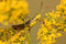 Free Grasshopper Royalty Free Stock Photography - 5988487