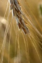 Free Golden Wheat Stock Photo - 5991150