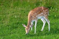 Free The Hind Of The Fallow Deer Royalty Free Stock Photo - 5992065