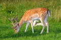 Free Doe Royalty Free Stock Photos - 5992468