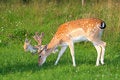 Free Doe Royalty Free Stock Photo - 5992945