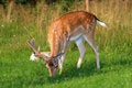 Free Doe Royalty Free Stock Photography - 5992957