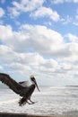 Free Pelican Lands On Pier Royalty Free Stock Photo - 5996305