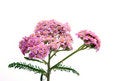Free Flowers Royalty Free Stock Photos - 5996608