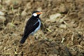 Free Wildlife Royalty Free Stock Photography - 5999117