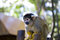Free Squirrel Monkey Stock Images - 5993174