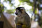 Free Squirrel Monkey Stock Images - 5993244