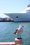 Free A Bird In Front Of A Cruise Ship Royalty Free Stock Image - 5996776