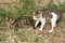 Free Afraid Kittens Stock Image - 5999081