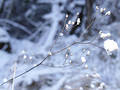 Free Frozen Branch Background Stock Photography - 60662