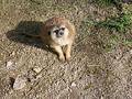 Free Meerkat Stare Stock Photo - 61460