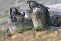 Free Juvenile Elephant Seals Royalty Free Stock Photography - 61827