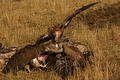 Free Vultures On A Kill Royalty Free Stock Images - 62949