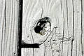 Free Painted Knot Hole Royalty Free Stock Image - 64566