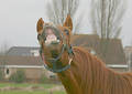 Free Laughing Horse Royalty Free Stock Photography - 65987