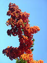 Free Berry Bunch Stock Photography - 66012
