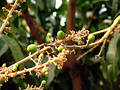 Free Mango Bunch Royalty Free Stock Image - 69766